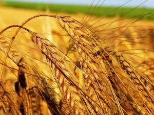 В Европе ждут роста цен на пшеницу на 10%