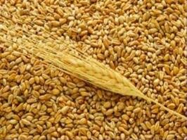 ЕС вводит беспошлинный импорт фуражной пшеницы и ячменя