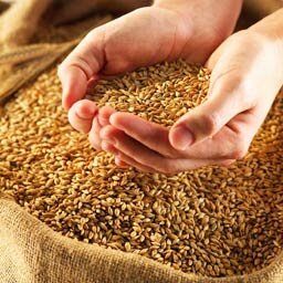 МСЗ увеличил прогноз производства зерна