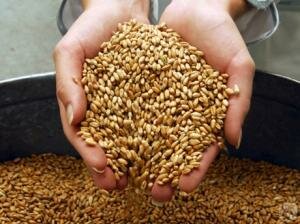 Минсельхоз РК: «В 2010 году в стране зерна на 4,9 млн. тонн больше, чем в 2009 году».