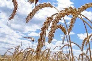 Цены на зерно отреагировали на прогнозы МСХ США