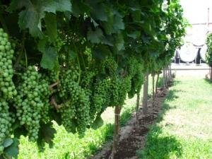 Территории, отведенные под виноградники, сократились почти в 4 раза - эксперт