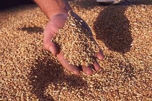 Цены на казахстанское зерно упадут вслед за мировыми рынками