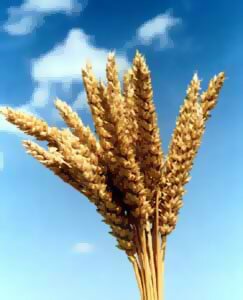 В Иран перевалено 68 тыс. тонн пшеницы