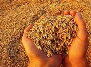 Казахстану нужно экспортировать 6,5 млн. тонн зерна
