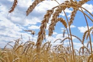 В Казахстане тают запасы зерновых