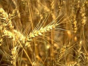 Казахстан сможет отгрузить 3,5 млн. тонн зерна
