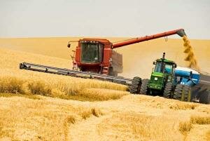 Казахстан планирует собрать до 15,5 млн. тонн зерновых