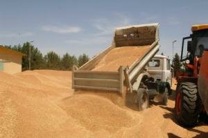 Казахстан экспортировал 8,3 млн. тонн зерна и муки