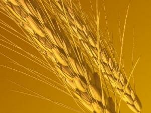 Эксперты считают завышенными прогнозы урожая зерна в Казахстане