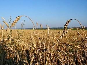 Экспортный предел для Казахстана - 8 млн. тонн зерна