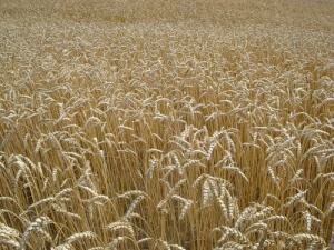 Казахстан соберет 13,5 млн. тонн зерновых