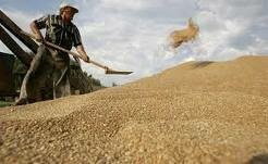 Украина не вводила квоты на экспорт зерна