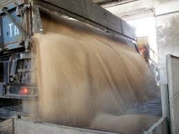 В бункерном весе собрано 13,6 млн. тонн зерна