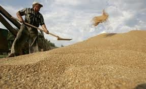 Казахстанское зерно может подорожать до $340-350 – прогноз