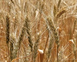 США снизили для Казахстана прогноз по экспорту пшеницы