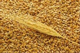 Пшеница 3 класса составляет 86% от всего хранящегося объема