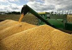 Россия может импортировать фуражное зерно из Казахстана