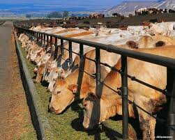 Долю скота мясного направления доведут минимум до 40% - КазАгро