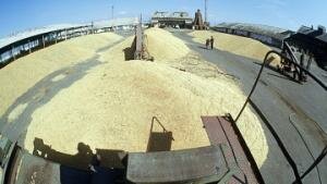 В Казахстане установлены цены закупки зерна в госресурсы