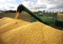 Казахстан экспортировал 600 тыс. тонн зерна