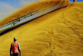 Казахстан поставит в Иран 600-800 тыс. тонн зерна