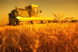 В Европе увеличивается производство пшеницы