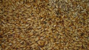 Казахстан отказался экспортировать фуражное зерно в Россию