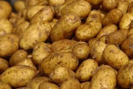 Больше всего картофеля собрано в Алматинской области
