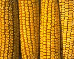 Китай в 5 раз увеличит импорт кукурузы - прогноз