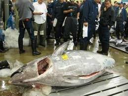 В Японии тунец продан почти за $400 000