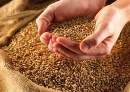 Казахстанское зерно становится конкурентоспособным на Ближнем Востоке