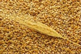 Цены на пшеницу в Казахстане остаются неизменными второй день подряд