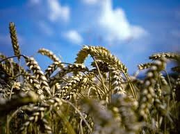 Впервые за несколько месяцев цены на пшеницу демонстрируют снижение