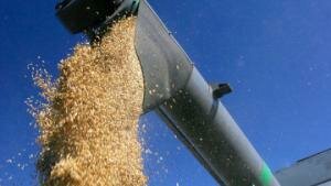 Правительство Молдавии запретило экспорт пшеницы