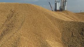 Минсельхоз Казахстана снизил прогноз экспорта зерна до 6 млн. тонн