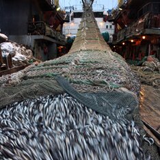 Россия отказалась импортировать рыбу из Японии