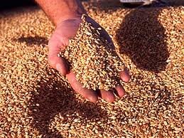 В регионы отпущено уже более 726 тыс. тонн зерна