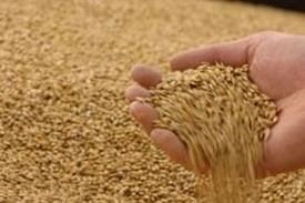 В закромах Алматинской области свыше 100 тыс. тонн зерна