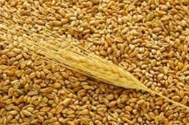 У участников зернового рынка Астаны на 1 мая имелось в наличии 113680 тонн зерна