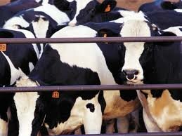 Казахстан в 2011-2012 годах импортирует порядка 22 тыс. голов племенного скота