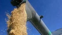 У участников зернового рынка Астаны в наличии 121 739 тонн зерна
