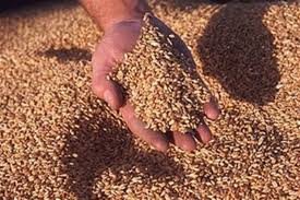 Египет заинтересован в увеличении импорта зерна из Казахстана