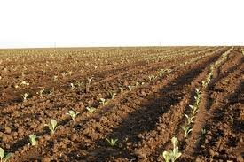 В Атырауской области увеличат площади под посадки овощей, бахчевых и картофеля