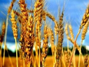 Российская пшеница подешевела из-за Казахстана