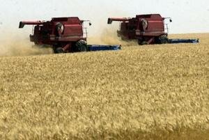Казахстан соберет 19 млн т пшеницы